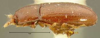 Media type: image;   Entomology 6827 Aspect: habitus lateral view